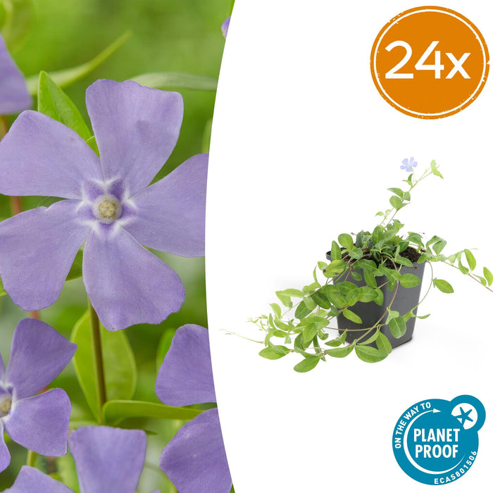 Vinca minor 'La Grave' - ↕10-25cm - Ø9cm - 24x