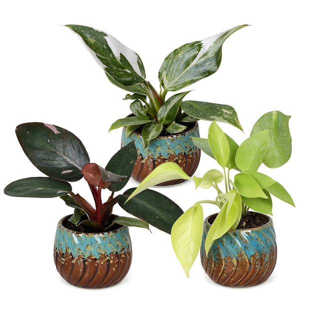 Baby Philodendron Tricolour 3x - Wit - Roze - Geel - Groen - Tropisch - incl. Copper Reef - Ø6cm - ↕10-15cm