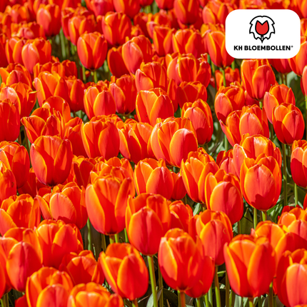 Bulbes de tulipes Dafeng – Lot de 20 | KH Flower Bulbs® | Tulipe orange – Grandes fleurs et élégante – Pour jardin ou pot – Calibre 11/12 – Fraîchement cueillies par le producteur !