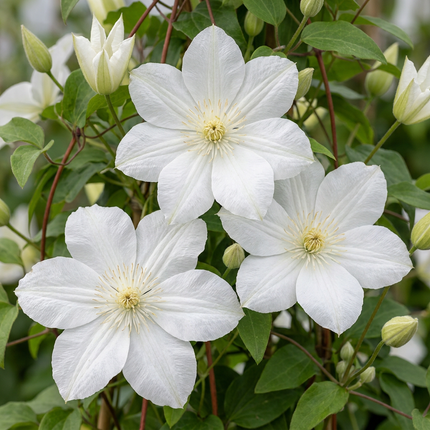 Clematis Jackmanii Huldine - Bosrank 4x - Wit - Klimplant - Ø9cm - ↕35cm