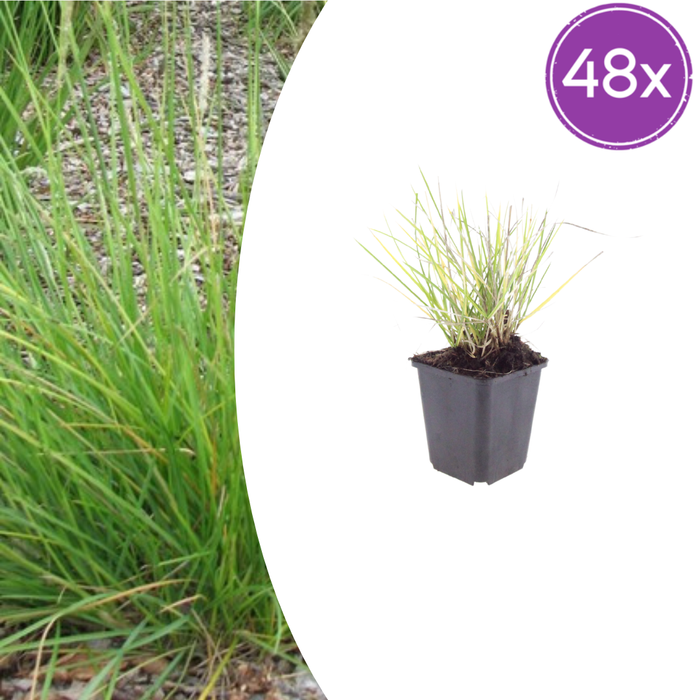 48x Sesleria autumnalis - ↕10-25cm - Ø9cm