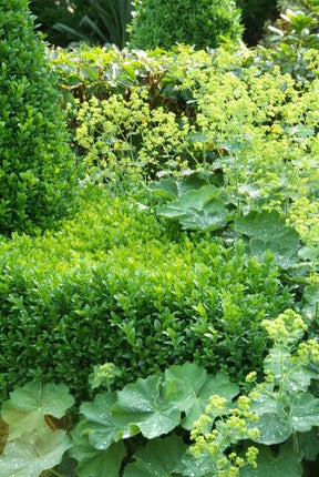 Buxus Sempervirens - ↕10-25cm - Ø9cm - 24x