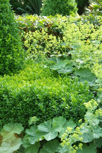 Buxus Sempervirens - ↕10-25cm - Ø9cm - 24x