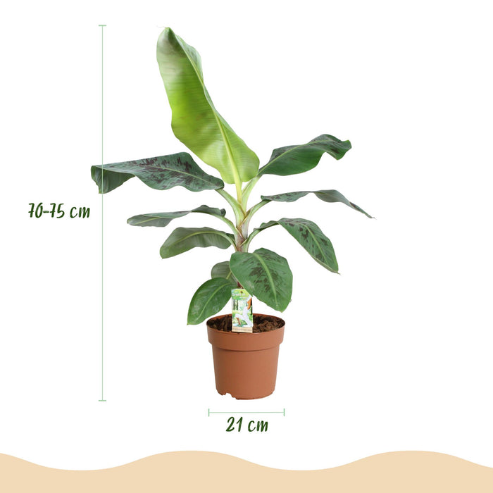 Musa acuminata Dwarf Cavendisch - Bananenplant - met grijze plantenpot - ↕70-75cm - Ø21cm