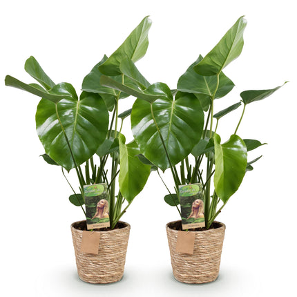 Monstera Deliciosa - Pianta da buca - con cestino - ↕50-55cm - Ø17cm - 2x
