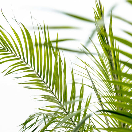 Phoenix Roebelenii su stelo - 200-210 cm
