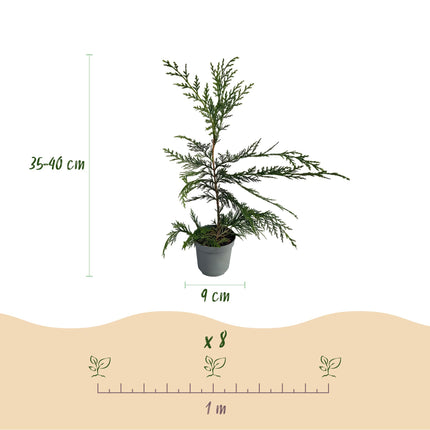 Cupressocyparis Leylandii - Piante da siepe - fogliame verde - 8 piante - 1 metro lineare - ↕35-40cm - Ø9cm