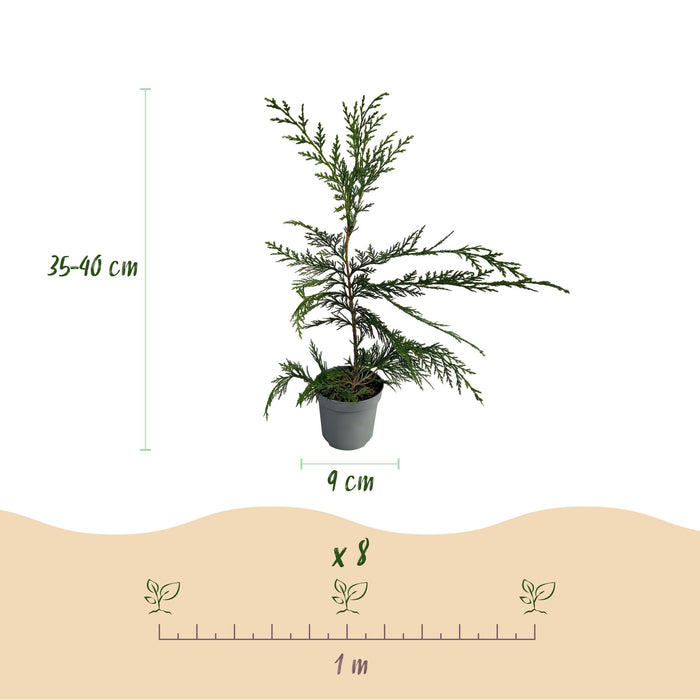 Haagplanten - Cupressocyparis leylandii - blad groen - 8 planten - 1 strekkende meter - groenblijvend - pot 9cm hoogte 35-40cm