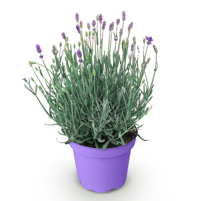 Lavandula angustifolia Munstead - Lavendel - ↕20-25cm - Ø12cm