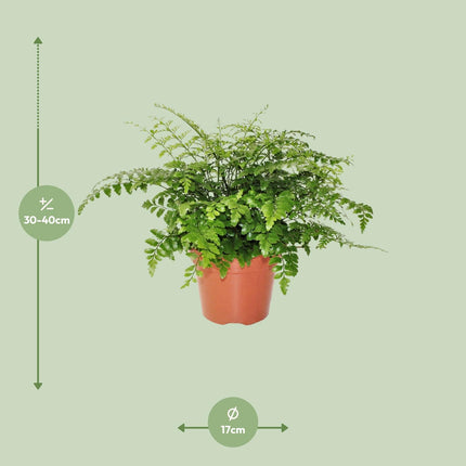 Asplenium Parvati - Nestfarn - ↕30cm - Ø17cm