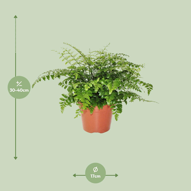 Asplenium Parvati - Felce nido - ↕30cm - Ø17cm
