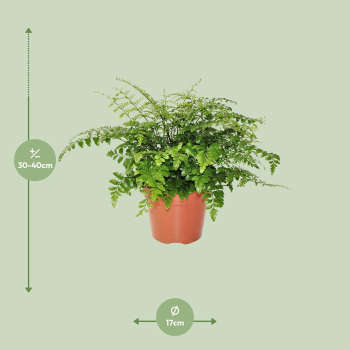 Asplenium Parvati - Nestvaren - ↕30cm - Ø17cm
