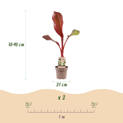 Musa ensete Maurelli - Banana tree - Hardy - Red-Green - 1 Plant - Pot 21cm - Height 90cm