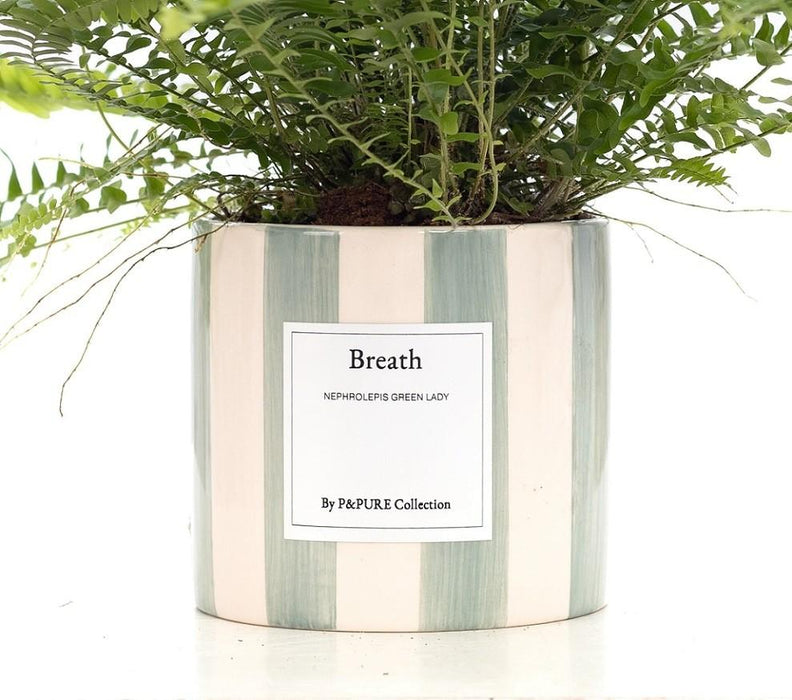 Nephrolepis Green Lady Gift "Breath" met wenskaart - Ø12cm - ↕35cm