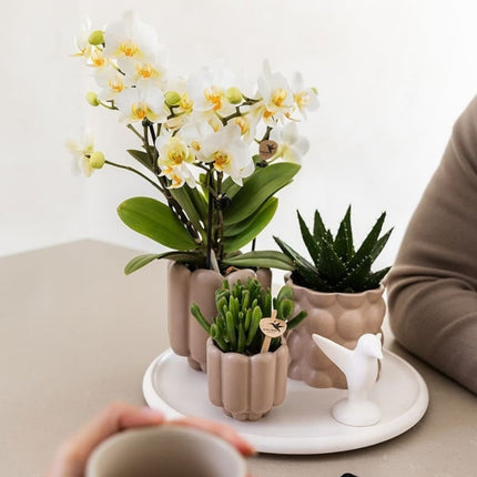 Kolibri Orchids | Combi Deal - 2 Witte Phalaenopsis Orchideeën Blossom Lausanne - Ø9 cm