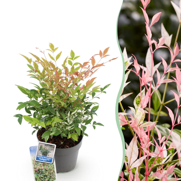 Nandina Twilight - Bont & Roze - 1 Plant - Groenblijvend - Weinig Onderhoud - Pot 17cm Hoogte 45cm