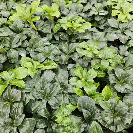 Pachysandra Terminalis 'Green Sheen' - Schaduwkruid - ↕10-25cm - Ø9cm - 60x