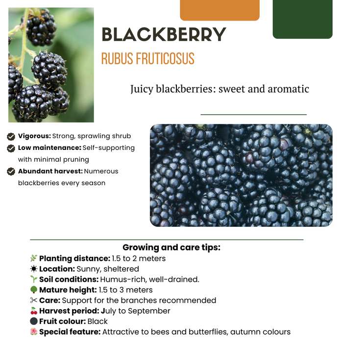 Fruitplanten mix BIO set van 3 verschillende soorten "Zoete oogst trio"