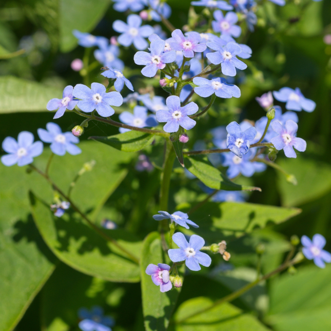Brunnera macrophylla - Nomeolvides del Cáucaso - ↕10-25cm - Ø9cm - 60x
