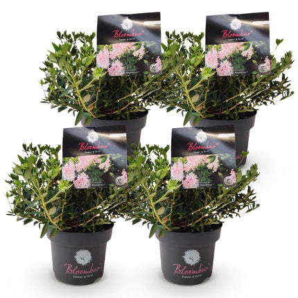 Dwerg Rhododendron - Rhododendron Bloombux Light Pink - Bloeiende Buxus - Licht Roze Bloem - ↕30-40cm - Ø17cm - 4x