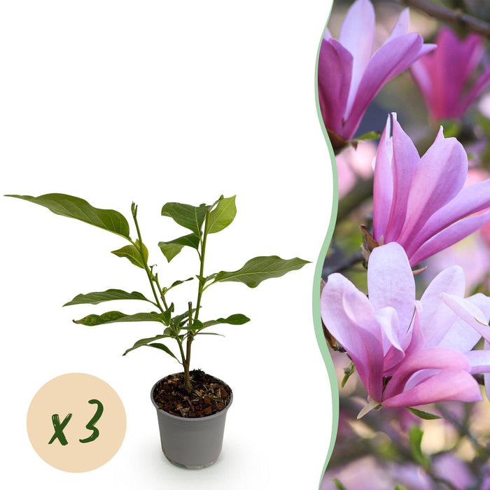 Magnolia Betty - Bloem Wit - 3 Planten - Bladverliezend - Weinig Onderhoud - Pot 12cm Hoogte 30cm
