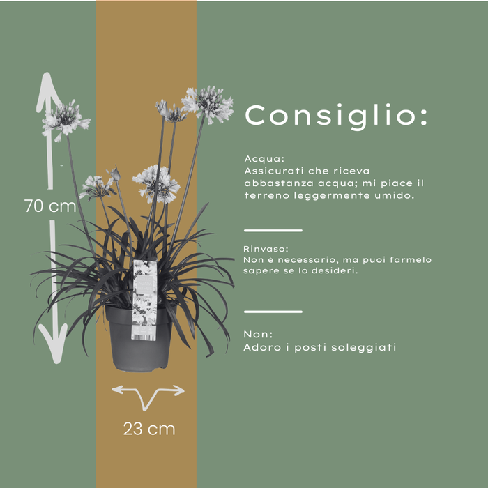 Agapanthus 'Everwhite' - Afrikaanse Lelie - ↕70cm - Ø23cm