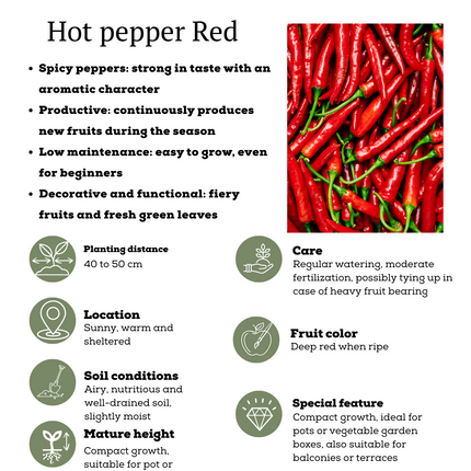 Rode plukgroente mix van 3 planten - Cherry tomaat - Rode snack paprika - Rode hete peper plant - ↕45cm - Ø14cm