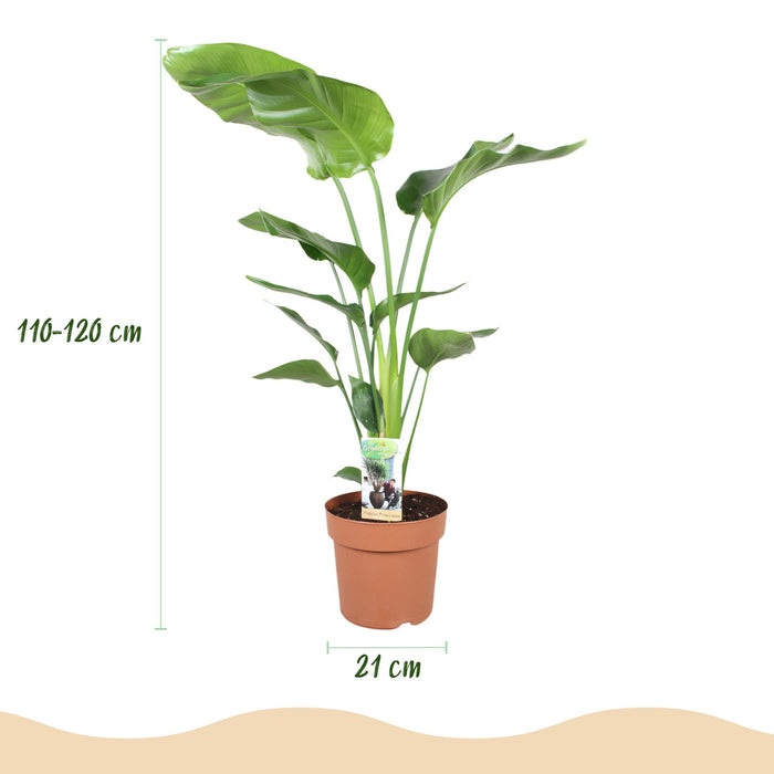 Strelitzia Nicolai - Paradijsvogelplant - met grijze plantenpot - ↕110-120cm - Ø21cm