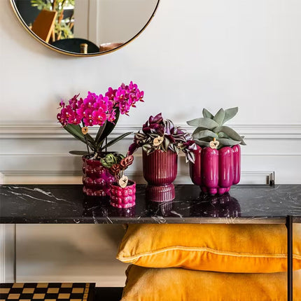 Kolibri Orchids | Plantenset Cotton Paars - Paarse Phalaenopsis Orchidee Blossom Chamonix, Succulenten & Calathea Makoyana