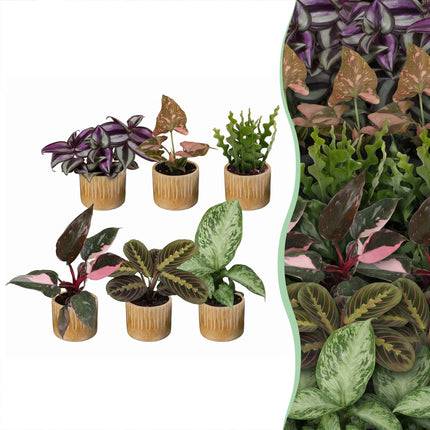 Baby Plants Surprise Box 6x - Verrassingsbox kleine planten - Diversen - Tropisch - incl. Linnea Honey - Ø6cm - ↕5-15cm