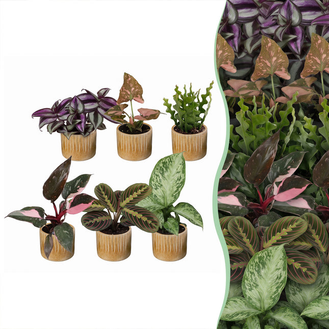 Baby Plants Surprise Box 6x - Verrassingsbox kleine planten - Diversen - Tropisch - incl. Linnea Honey - Ø6cm - ↕5-15cm