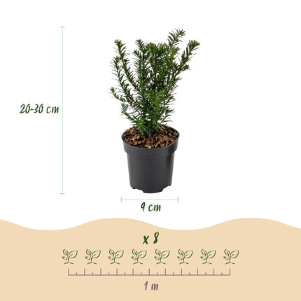 Taxus baccata - Venijnboom - 40x Haagplanten - Groenblijvend - Groen - Pot 9cm - Hoogte 20-30cm