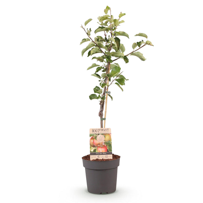 Fruitplant - Appelboom - Malus domestica Elstar - Rode groene Appel - Pot 21cm Hoogte 90cm