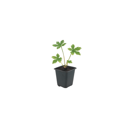 Astrantia major - Bottone di mare - ↕10-25cm - Ø9cm - 12x