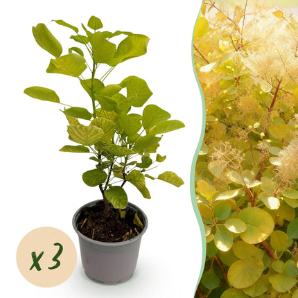 Cotinus coggygria Golden Spirit - Smoke Tree - Yellow - ↕35cm - Ø12cm - 3x