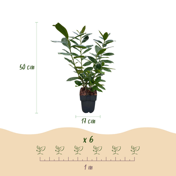 Haagplanten - Prunus laurocerasus Novita - blad groen - 6 planten - 1 strekkende meter - groenblijvend - pot 17cm hoogte 50cm