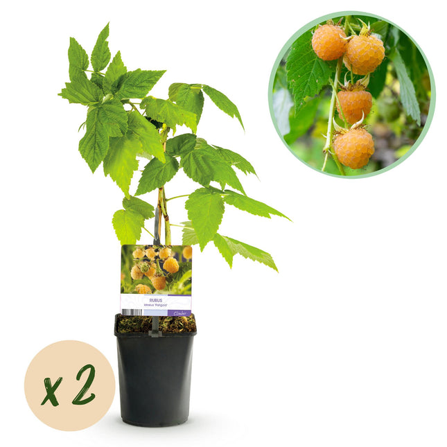 Raspberry - Rubus idaeus Fallgold - Yellow Raspberry - 40cm - Ø11cm - 2x