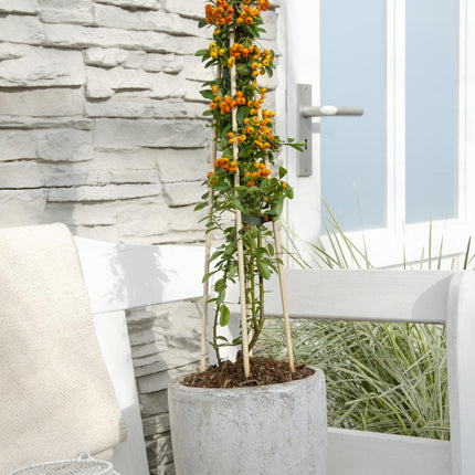 Pyracantha 'Orange Glow' - Espino de fuego - ↕65cm - Ø15cm - 3x