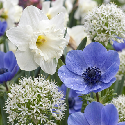 70x Bulb Sunny Garden - Bloembollen - Zonnige tuinbol - Diversen - Zomerbloeier - Bolmaat 10/12