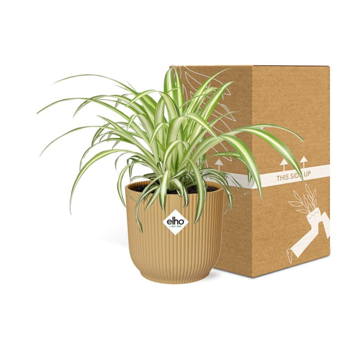 Chlorophytum Comosum Variegatum in elho Vibes Fold Ø14cm geel