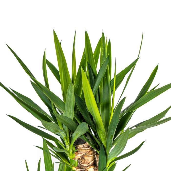 Yucca Elephantipes met mand ↕120-140cm - Ø24cm