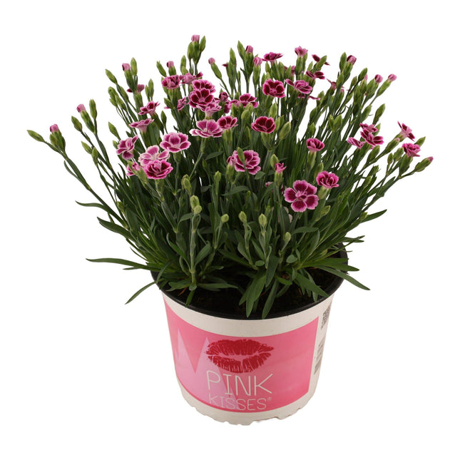 Dianthus Pink Kisses - Pot - ↕40cm - Ø17cm