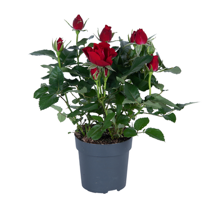 Rosa rood - ↕45cm - Ø17cm