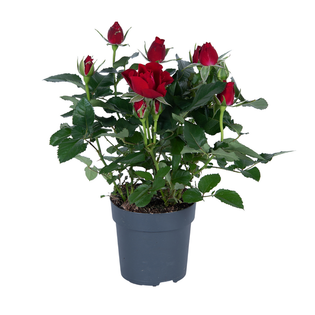 Rosa rood - ↕45cm - Ø17cm