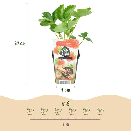 Erdbeerpflanzen – Fragaria maxim – Winterhart – 6 Pflanzen – 9-cm-Topf – Rote Erdbeere