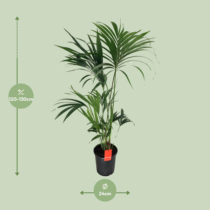 Howea Forsteriana - Palma Kentia - ↕130cm - Ø24cm