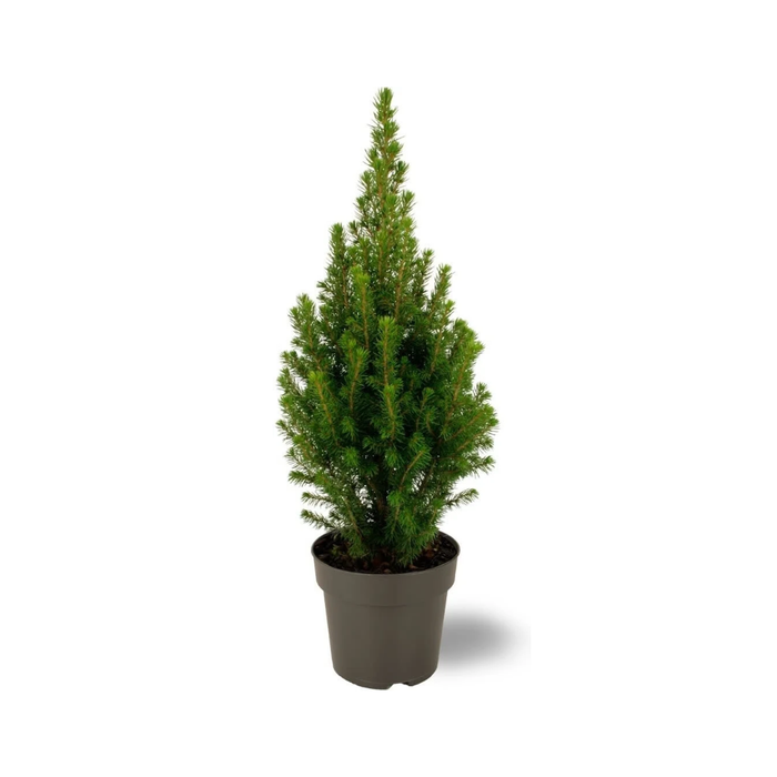 Kerstboompje - Picea glauca Perfecta - Witte Spar - ↕40cm - Ø15cm