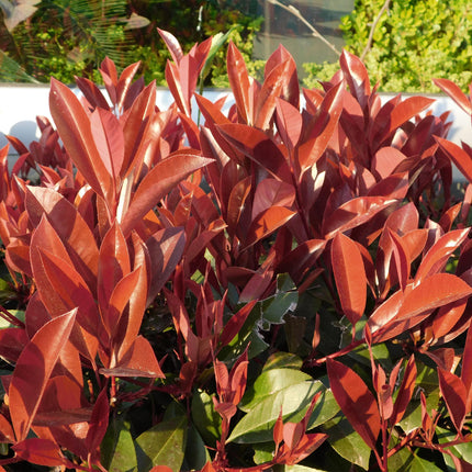 Photinia fraseri Little Red Robin - Planta de patio - Hojas verde-rojas - ↕90cm - Ø19cm