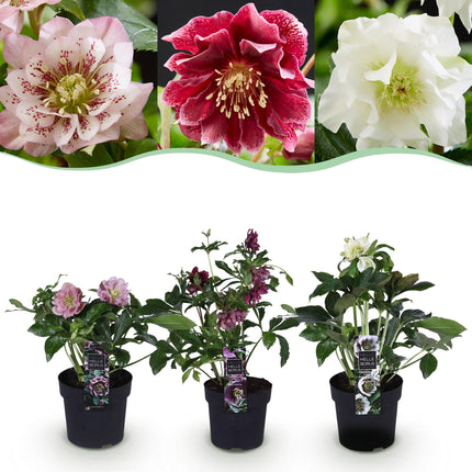 Rosa de primavera - Helleborus orientalis Doble Tricolor - Rosa - Rojo - Flor blanca - ↕35cm - Ø14cm -3x