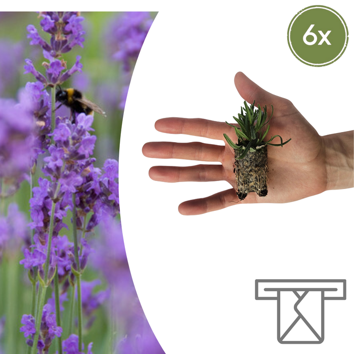 Lavandula 'Munstead' – 6 Pluggen | Kweek & Geniet van Geurende Lavendel